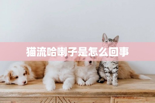 猫流哈喇子是怎么回事