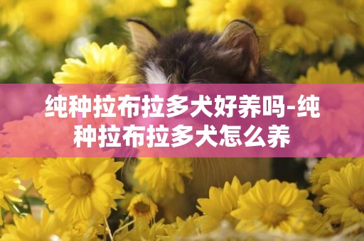 纯种拉布拉多犬好养吗-纯种拉布拉多犬怎么养