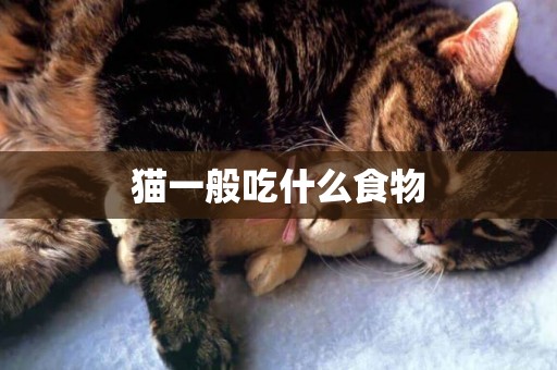 猫一般吃什么食物