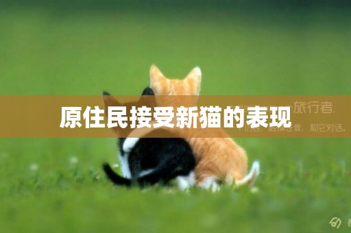 原住民接受新猫的表现