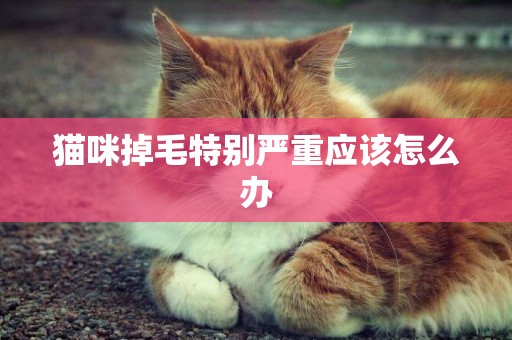 猫咪掉毛特别严重应该怎么办