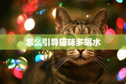 怎么引导猫咪多喝水