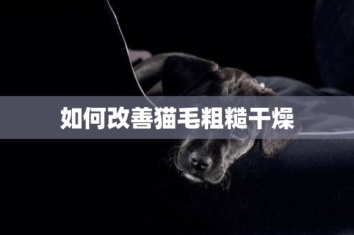 如何改善猫毛粗糙干燥