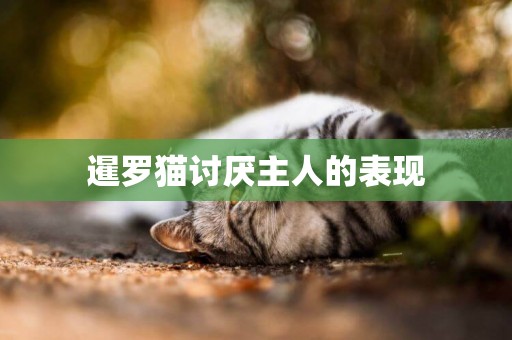 暹罗猫讨厌主人的表现