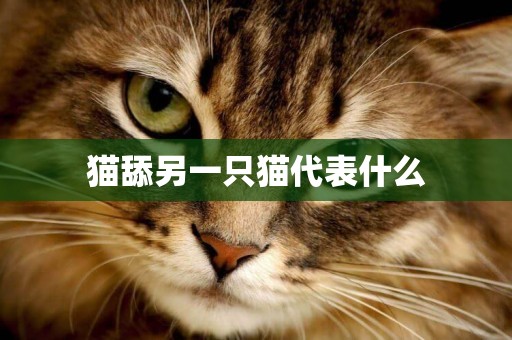 猫舔另一只猫代表什么