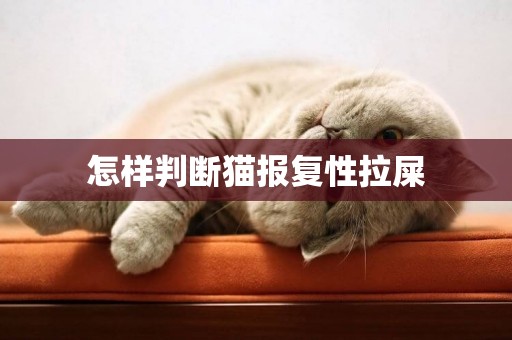 怎样判断猫报复性拉屎