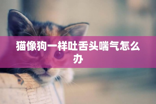 猫像狗一样吐舌头喘气怎么办