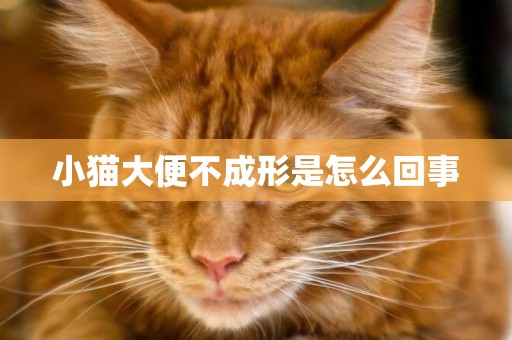 小猫大便不成形是怎么回事