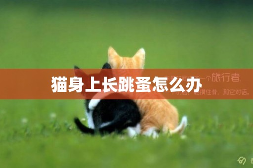 猫身上长跳蚤怎么办