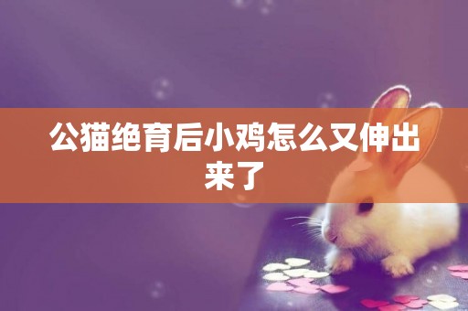 公猫绝育后小鸡怎么又伸出来了