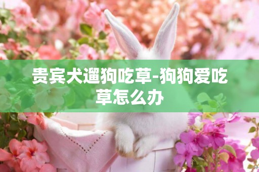 贵宾犬遛狗吃草-狗狗爱吃草怎么办