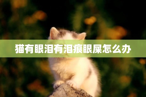 猫有眼泪有泪痕眼屎怎么办