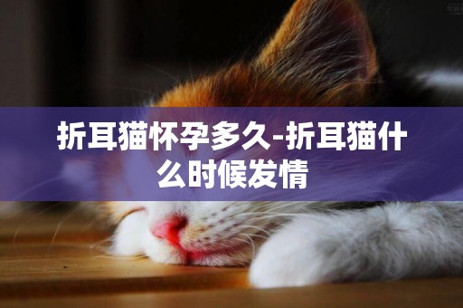 折耳猫怀孕多久-折耳猫什么时候发情