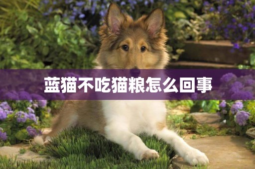 蓝猫不吃猫粮怎么回事