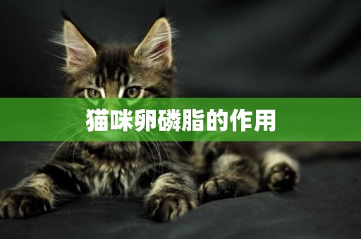 猫咪卵磷脂的作用