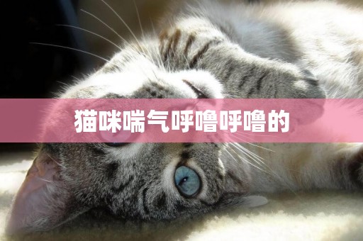 猫咪喘气呼噜呼噜的