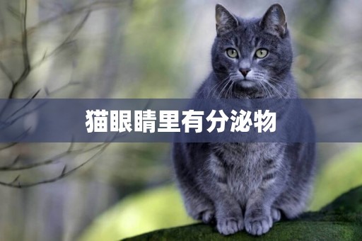 猫眼睛里有分泌物