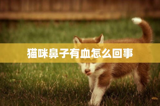 猫咪鼻子有血怎么回事