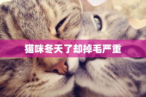 猫咪冬天了却掉毛严重