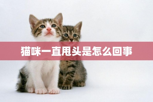 猫咪一直甩头是怎么回事