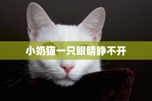 小奶猫一只眼睛睁不开