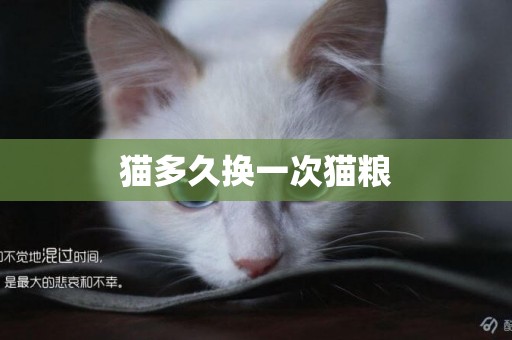 猫多久换一次猫粮