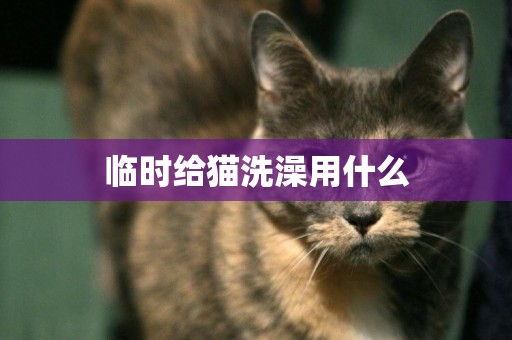 临时给猫洗澡用什么