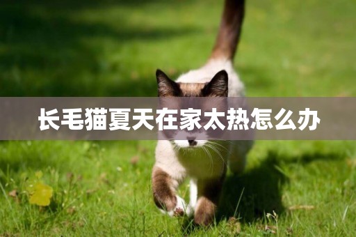 长毛猫夏天在家太热怎么办