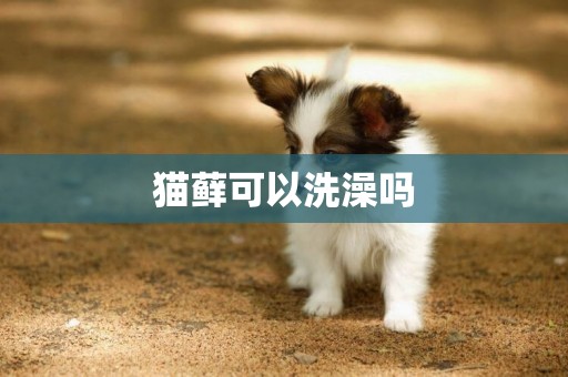 猫藓可以洗澡吗