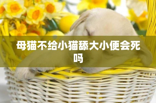 母猫不给小猫舔大小便会死吗