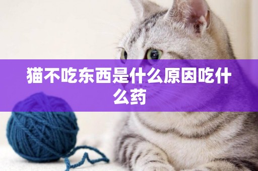 猫不吃东西是什么原因吃什么药