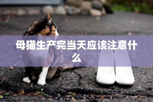 母猫生产完当天应该注意什么