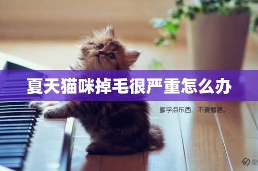 夏天猫咪掉毛很严重怎么办