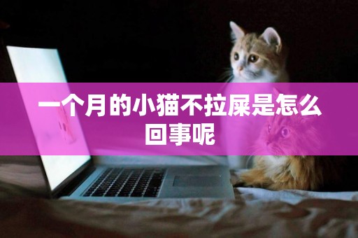 一个月的小猫不拉屎是怎么回事呢