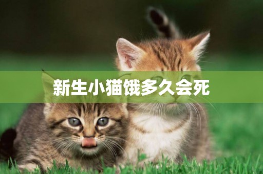 新生小猫饿多久会死