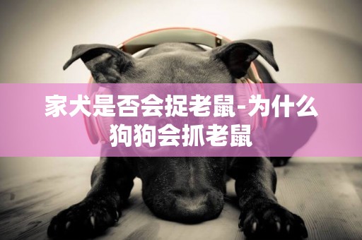 家犬是否会捉老鼠-为什么狗狗会抓老鼠