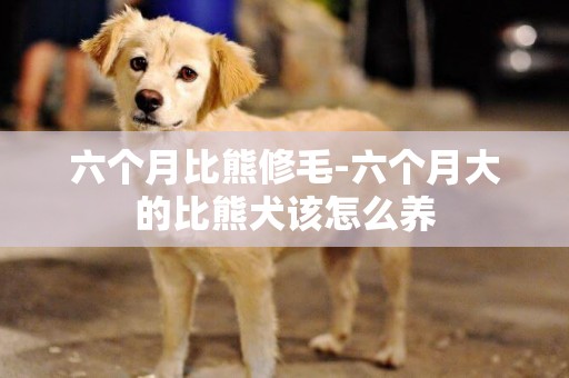 六个月比熊修毛-六个月大的比熊犬该怎么养