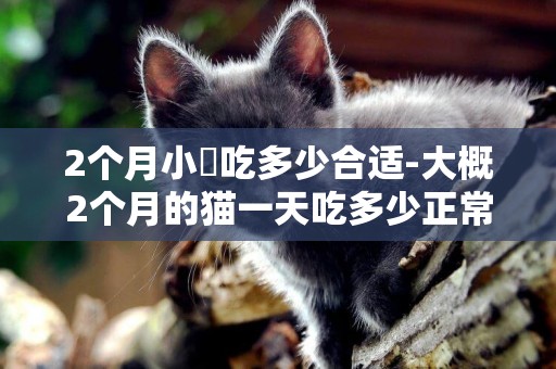 2个月小貓吃多少合适-大概2个月的猫一天吃多少正常？