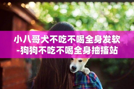 小八哥犬不吃不喝全身发软-狗狗不吃不喝全身抽搐站不起来了都三天了