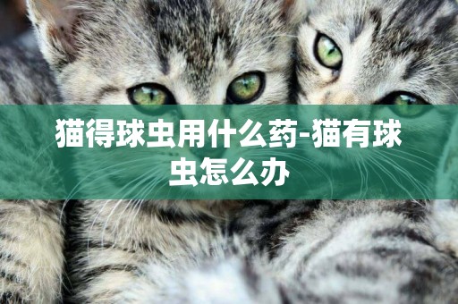 猫得球虫用什么药-猫有球虫怎么办