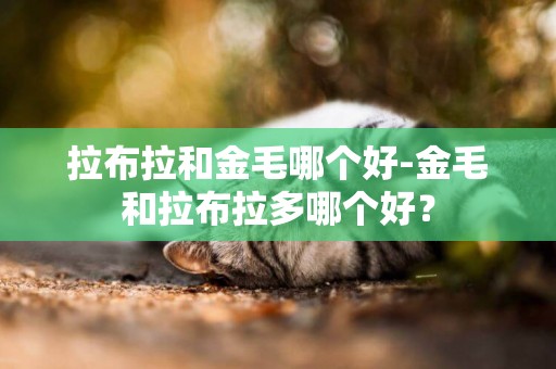 拉布拉和金毛哪个好-金毛和拉布拉多哪个好？