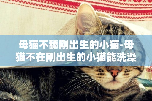 母猫不舔刚出生的小猫-母猫不在刚出生的小猫能洗澡吗?