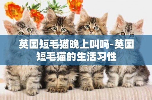 英国短毛猫晚上叫吗-英国短毛猫的生活习性