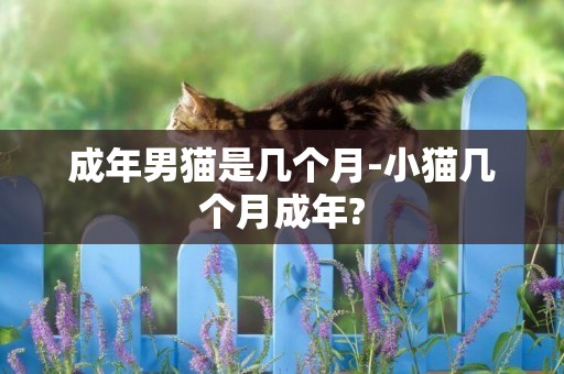 成年男猫是几个月-小猫几个月成年?