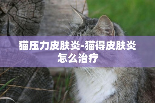 猫压力皮肤炎-猫得皮肤炎怎么治疗