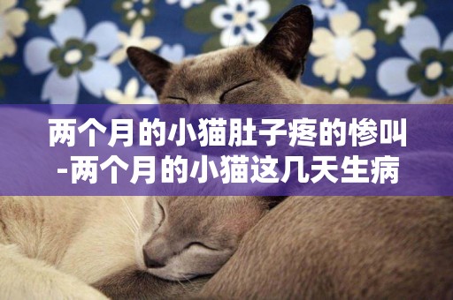 两个月的小猫肚子疼的惨叫-两个月的小猫这几天生病了，很心疼又害怕，求各位帮帮忙!谢谢!