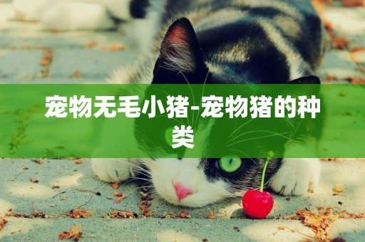 宠物无毛小猪-宠物猪的种类