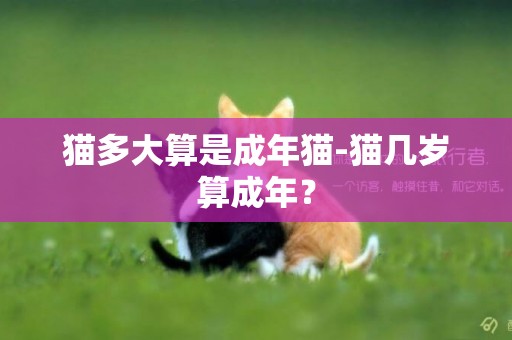 猫多大算是成年猫-猫几岁算成年？