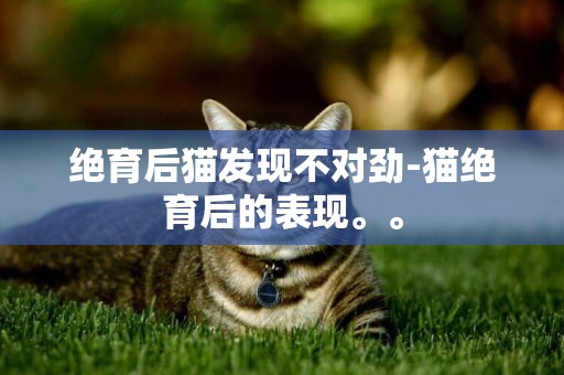 绝育后猫发现不对劲-猫绝育后的表现。。