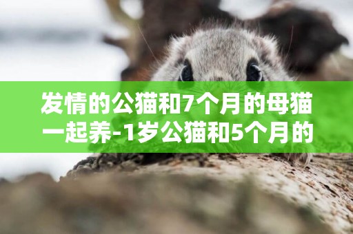 发情的公猫和7个月的母猫一起养-1岁公猫和5个月的母猫能一起养吗